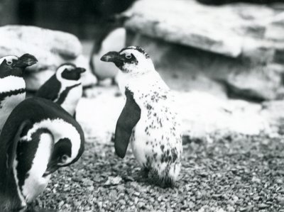 Un pequeño grupo de pingüinos de patas negras, incluyendo uno con marcas aberrantes, en el Zoológico de Londres, mayo de 1914 de Frederick William Bond